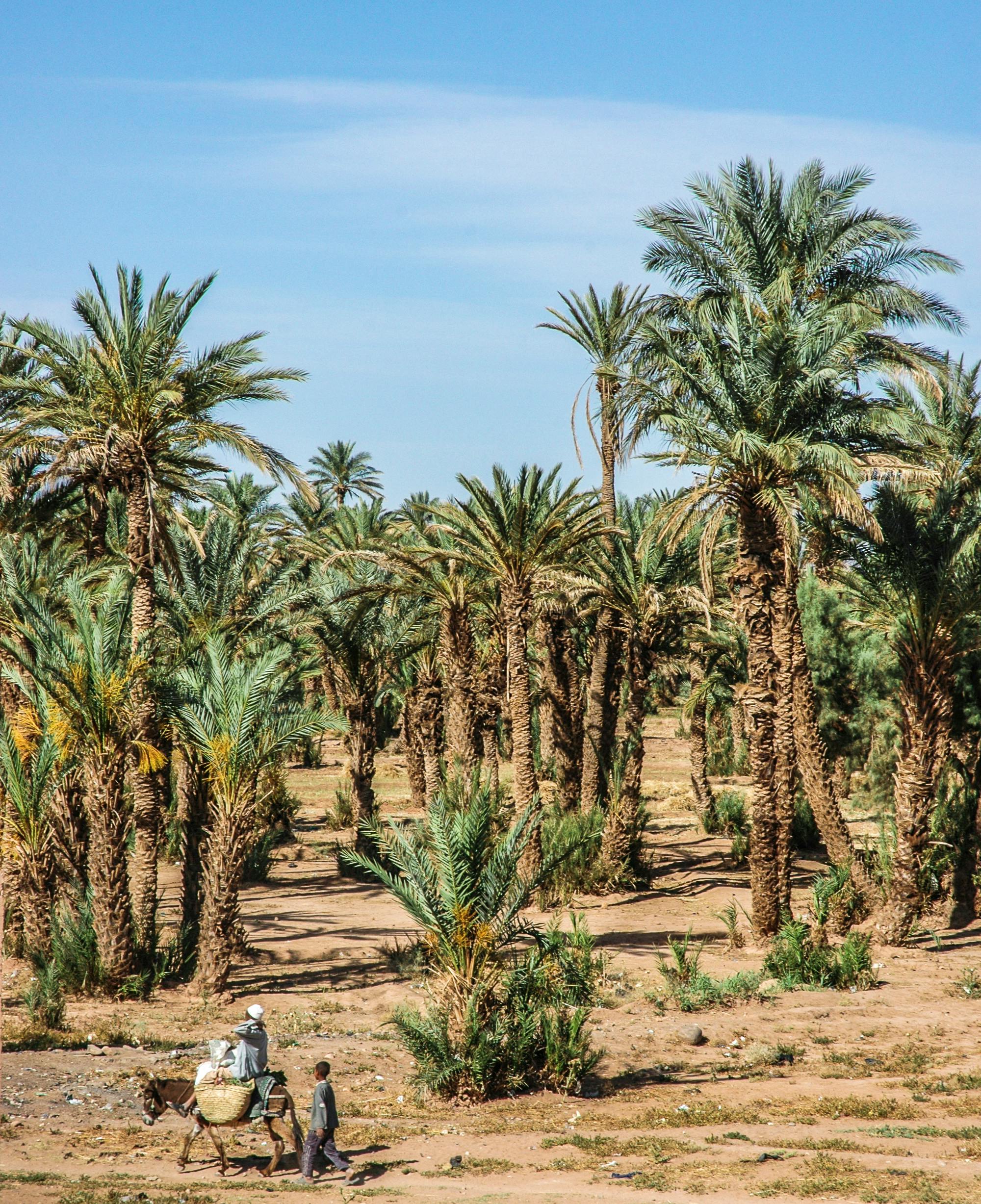 Rissani — the ancient capital of the Tafilalet, Taoufiq's home region
